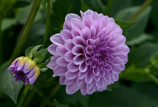 work.4480227.3.flat,550x550,075,f.purple-dahlia.jpg