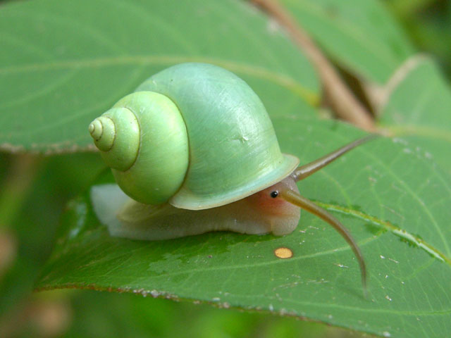 green_snail3.jpg