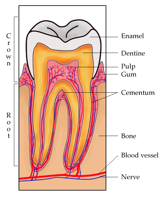 teeth.jpg