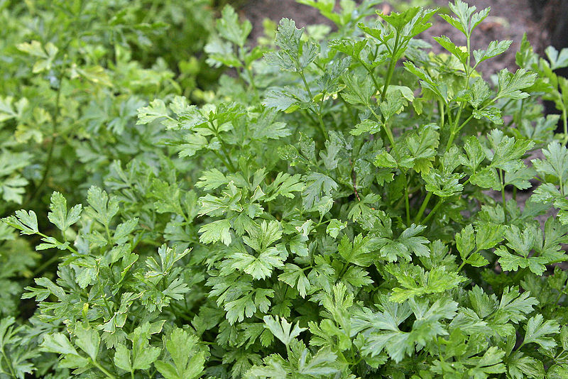 800px-Parsley_bush.jpg