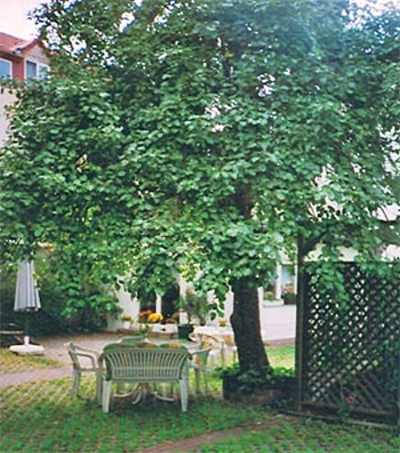 Pyrus%20communis.jpg